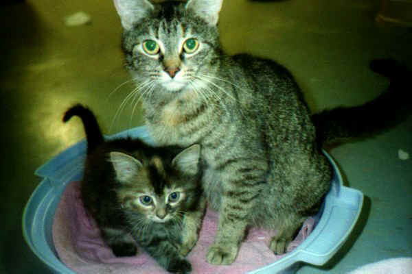 Mom and kitten